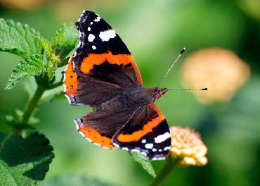 직사각형 이미지