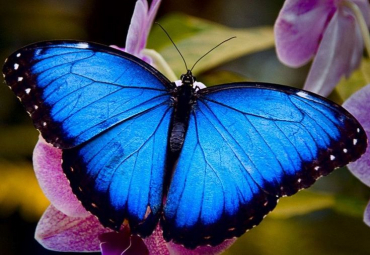 직사각형 이미지